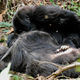A young mountain gorilla inspects the body of his mother for several hours after she died in Volcanoes National Park, Rwanda.